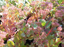 Sedum  'Vera Jameson'